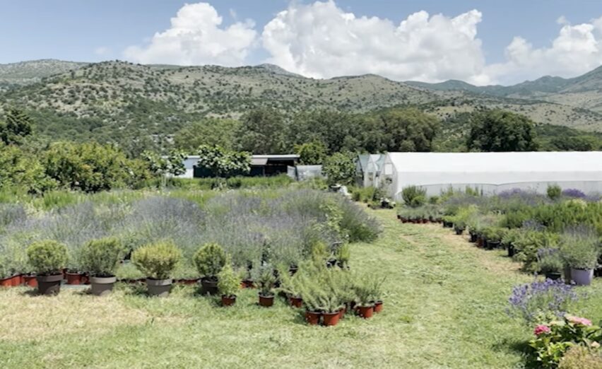 Čudesna bašta Esada i Drite Bećović iz sela Dinoša
