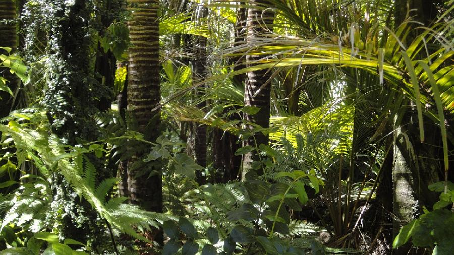 Planeta za godinu izgubila 4,1 miliona hektara tropske šume