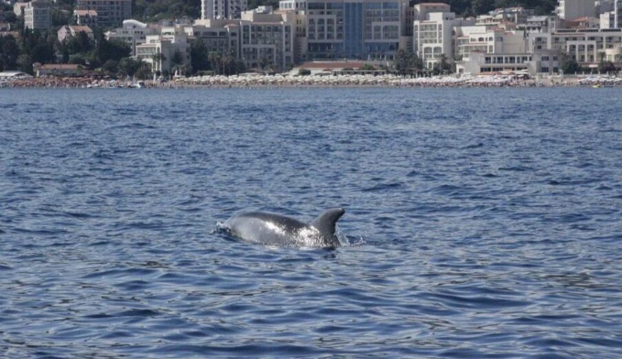 Delfini u Budvi