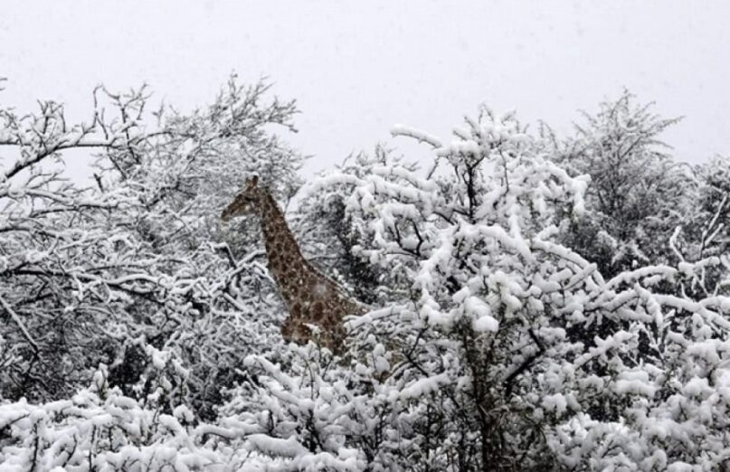 Pao snijeg u Africi poslije 11 godina