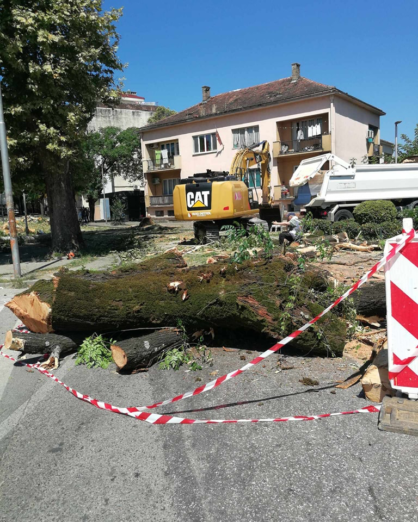 Opština Danilovgrad posjekla platane