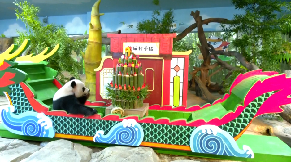 Video: Jedine trojke džinovske pande na svijetu slave 9. rođendan