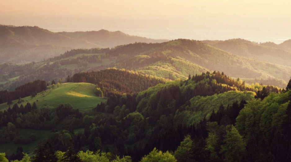 Pod šumom 61 odsto Crne Gore: Koliko ih čuvamo?