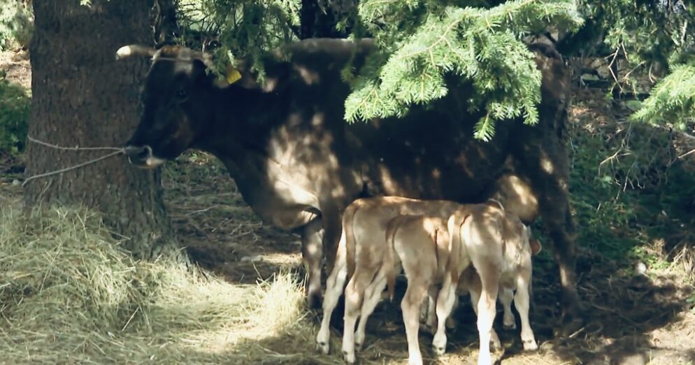 U Kučima krava otelila troje teladi