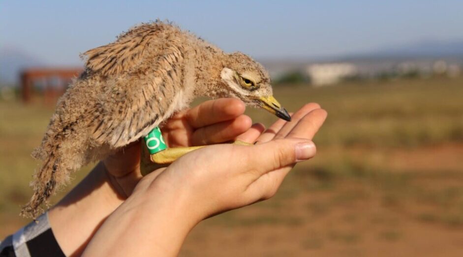 Ćemo se iz Čada vratio u Crnu Goru da podiže potomstvo
