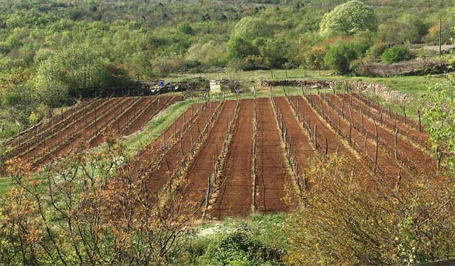 U Krusima nemaju vode, Vodovod najavio ulaganja