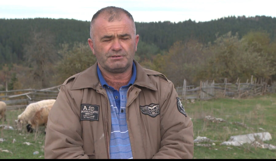 Dacići žive od stočarstva: Cijena mlijeka mala