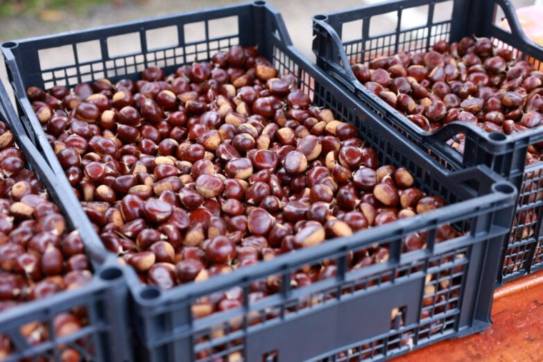 Prvi dan Krajinske Koštanijade privukao veliko interesovanje