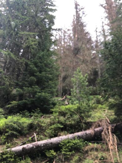 Šumarski inspektor najavio krivičnu protiv NPCG