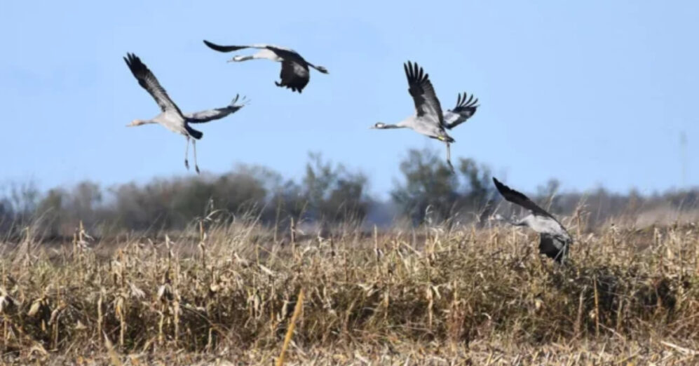 Ptičiji grip stigao u Srbiji ?