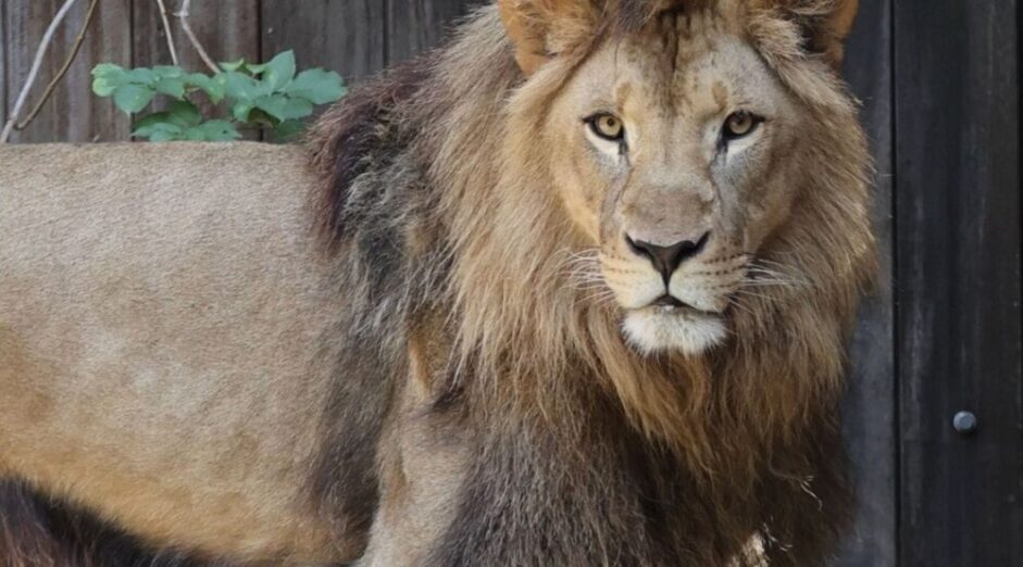 Lav Nikola biće prebačen iz Holandije u Južnoafričku Republiku