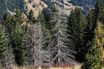 Potkornjaci sa Prokletija „stigli“ i do Specijalnog policijskog odjeljenja