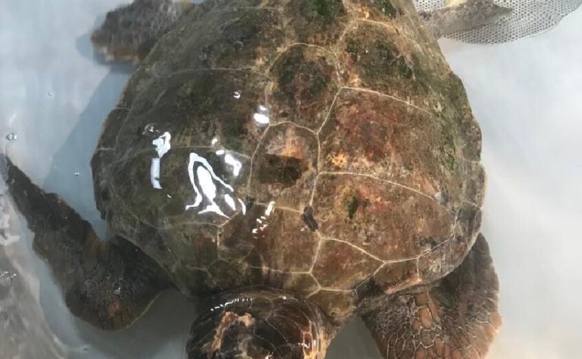 Institut za biologiju mora njeguje povrijeđenu kornjaču: Oporavak će trajati