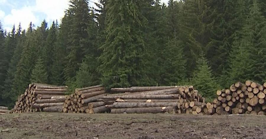 Koncesije za šume mogle bi biti manje za 20 odsto