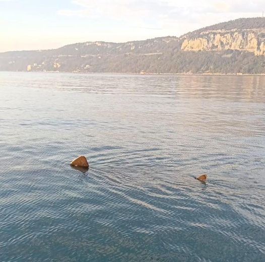 U Jadranu snimljena druga po veličini ajkula