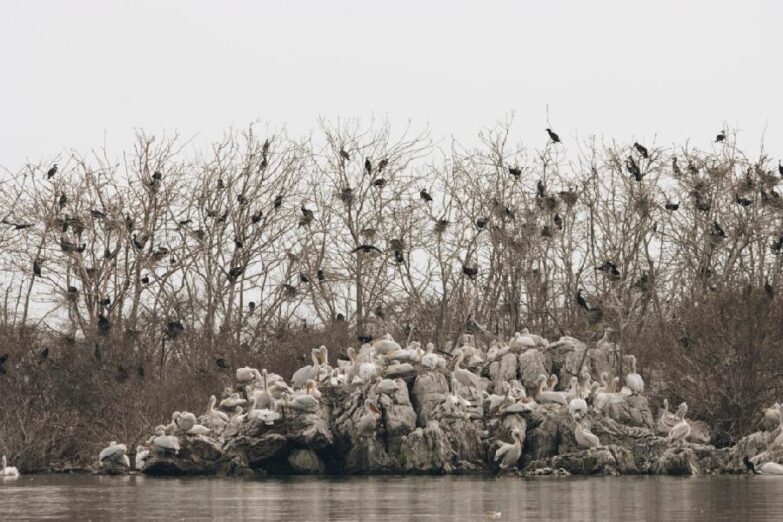 Ostrvo Mali Moračnik vrvi od mladih pelikana, postavljeno 71 gnijezdo