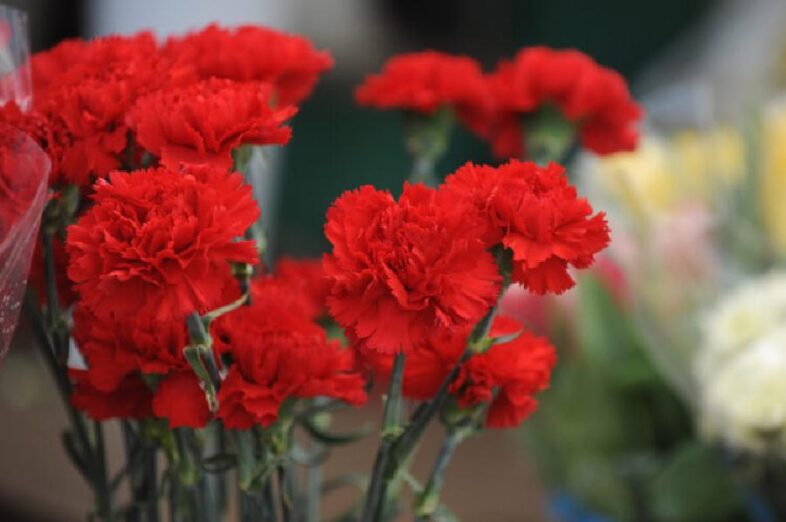 Znate li zašto je običaj da se na Dan žena poklanja karanfil?