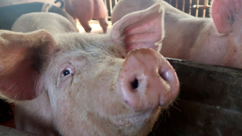 Virtuelna svinja kupuje se kriptovalutama ili stvarnim novcem