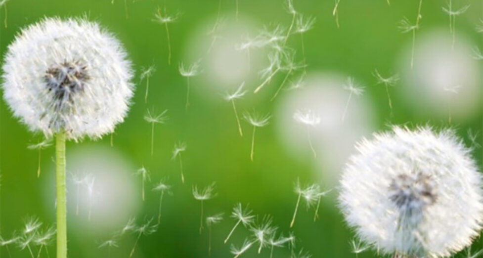 Alergija na polen krenula!
