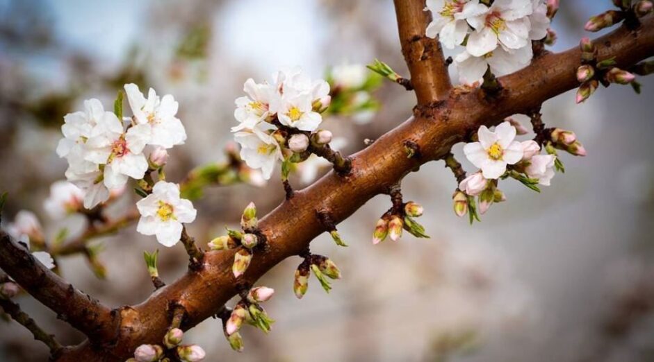 Danas počelo proljeće