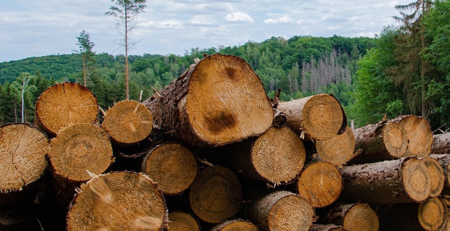 Državno preduzeće protiv šumarske mafije