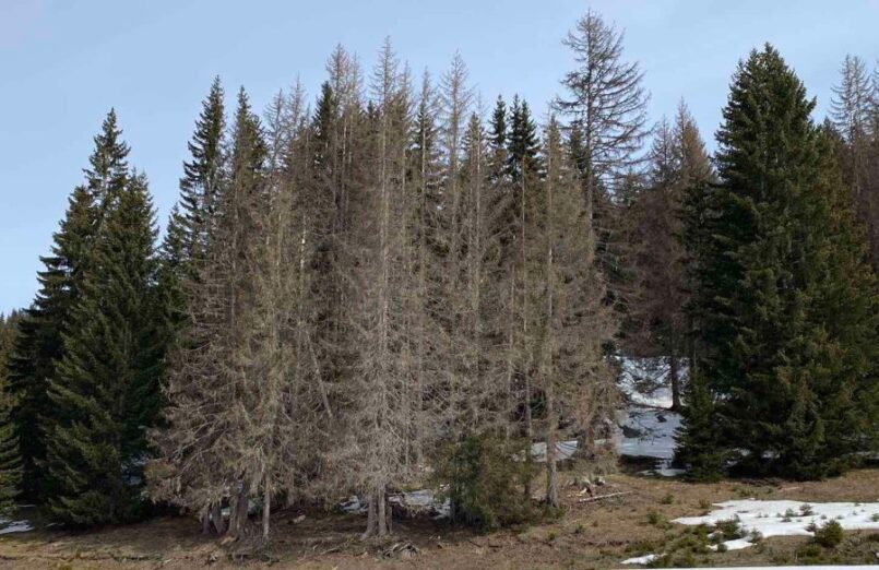 Potkornjak iz Nacionalnog parka prelazi u državne šume