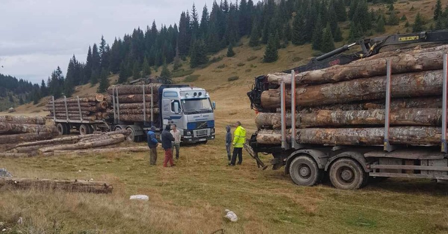 Vlada sprema novi zakon: Odzvonilo šumarskoj mafiji