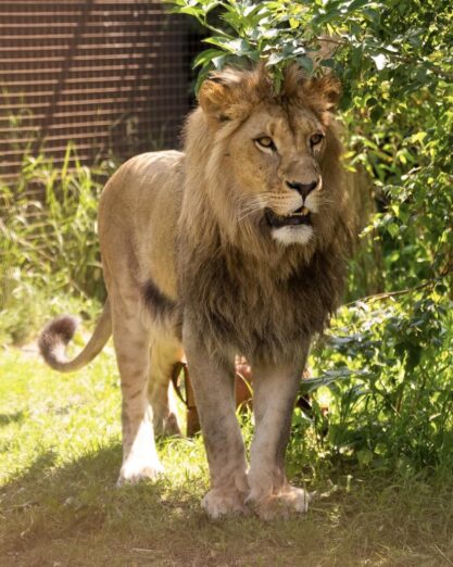 Lav Nikola putuje za Južnu Afriku, o njemu će brinuti stručni tim
