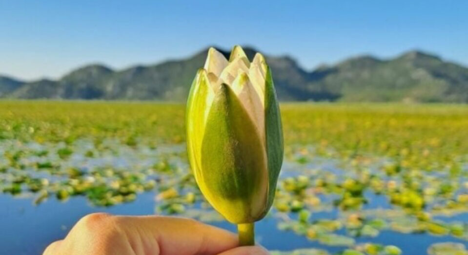 Apel: Ne berite lokvanje u NP Skadarsko jezero