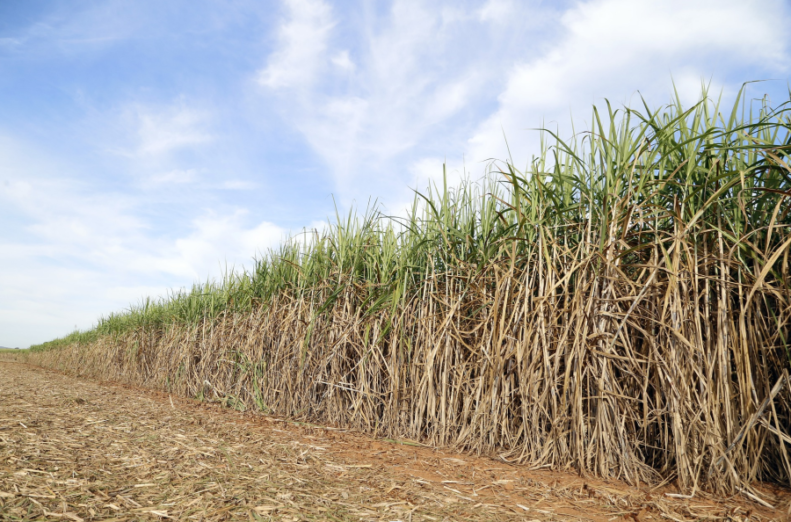 Očekuju slabiju žetvu šećerne trske