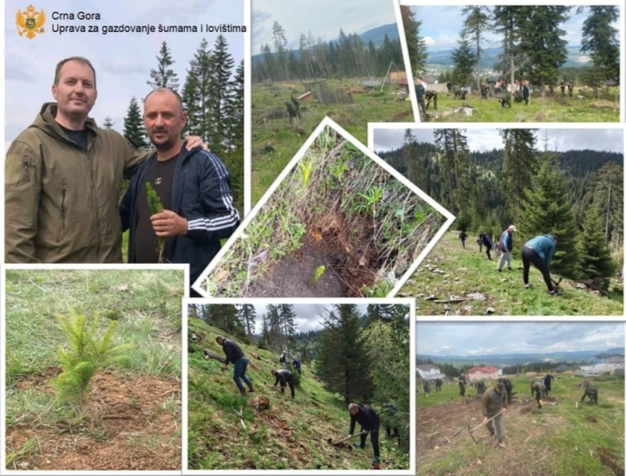 Zasađeno 19.000 sadnica u Rožajama i Beranama