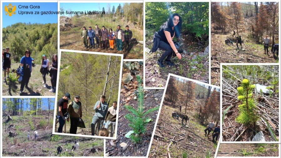 Posađeno 30.000 sadnica u Plužinama, Nikšiću i Kolašinu