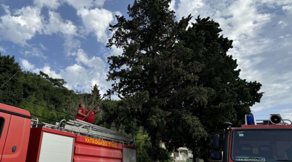Tivatski vatrogasci spasili mače koje se zaglavilo na drvetu