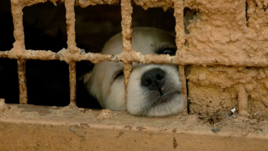 Smrtonosni virus hara azilom, preminulo 13 štenaca