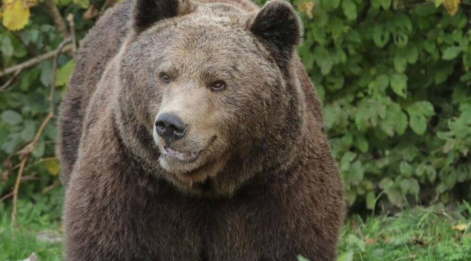 Miličković: Odluka o isporučenju medvjeda Bugarskoj kompromitujuća, uslovi nisu ništa bolji od naših