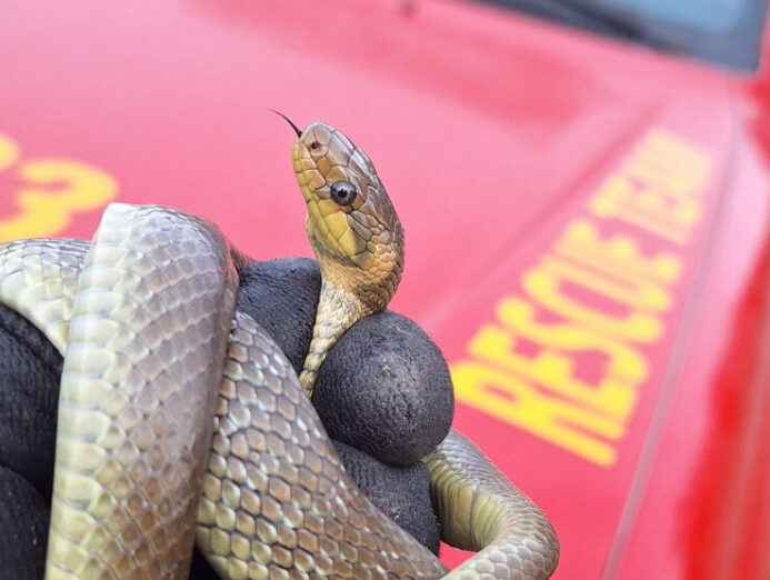 Zmija ušla u kuću, izbacili je kolašinski vatrogasci