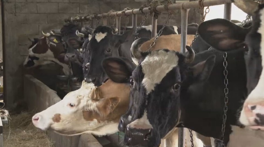 Za tri godine ostali bez 10.000 krava, manje i ovaca i svinja