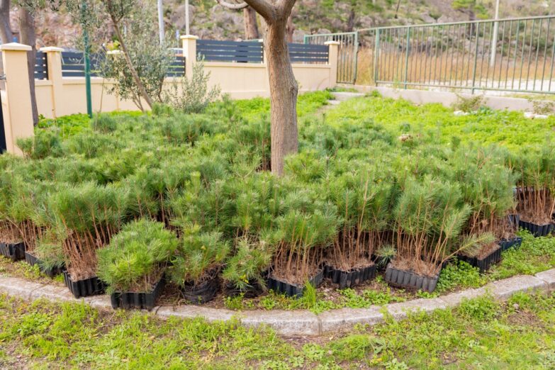 “Boranka” na Golom brdu ujedinila institucije, izviđače i građane: Prisustvovali predsjednikJakov Milatović i predsjednik Opštine Bar Dušan Raičević